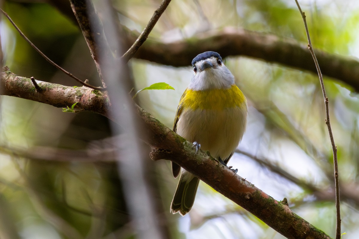 Green-backed Becard - ML641993266