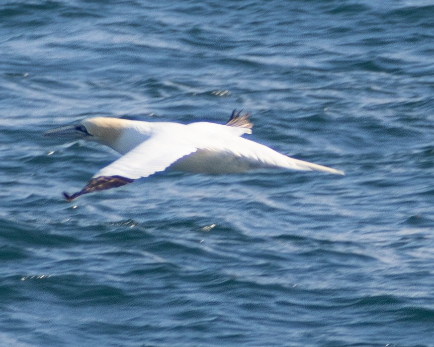 Northern Gannet - ML641993267