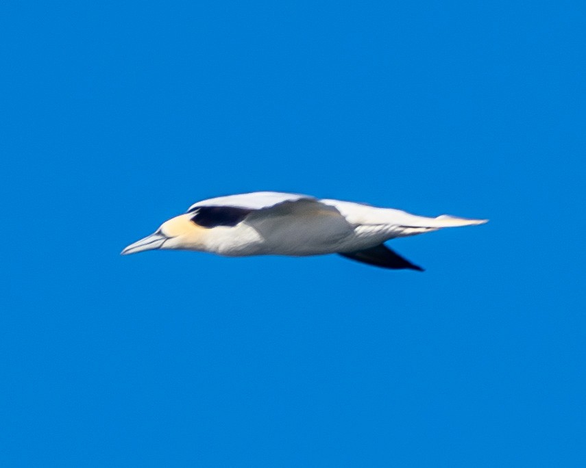 Northern Gannet - ML641993268