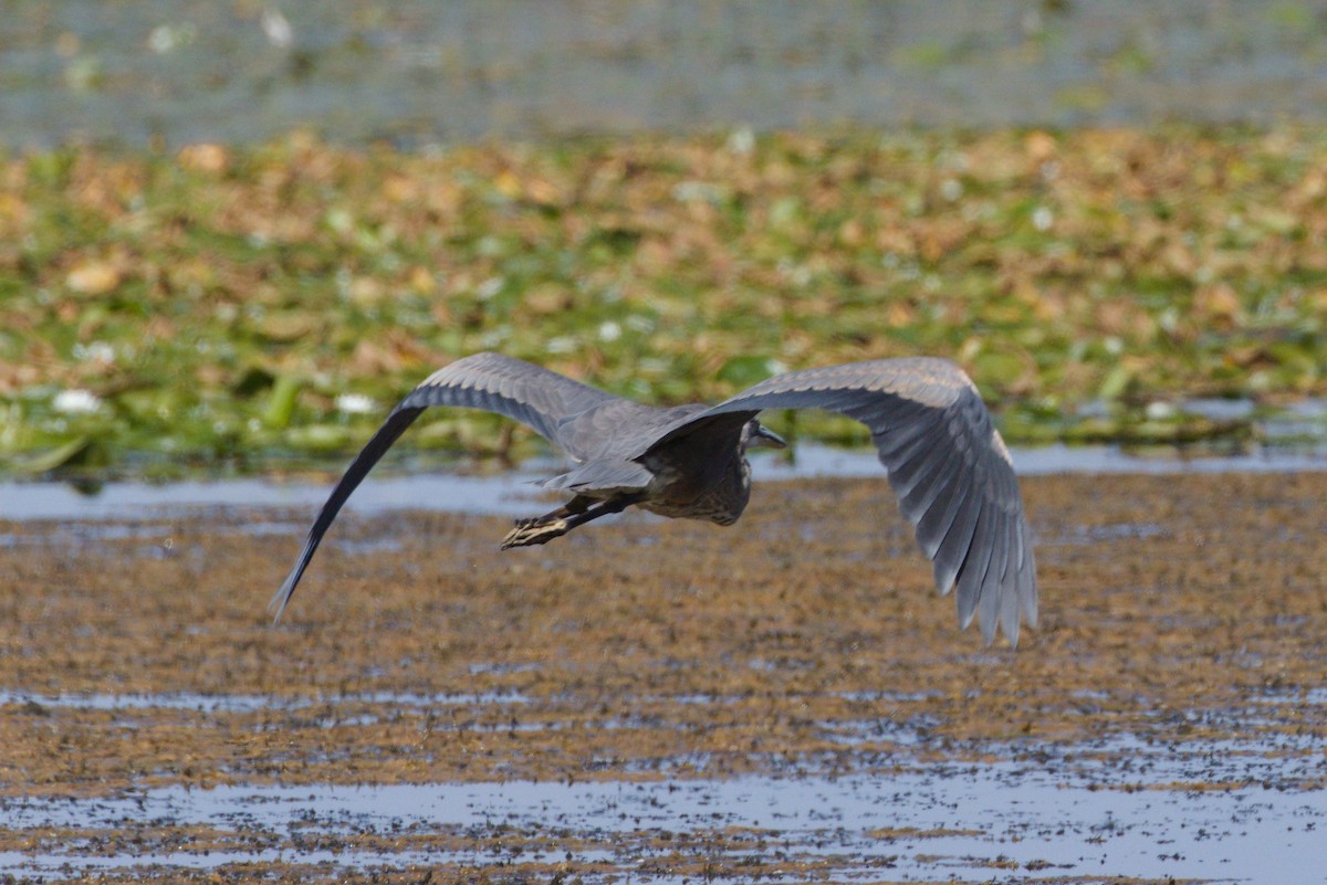 Great Blue Heron - ML641993269