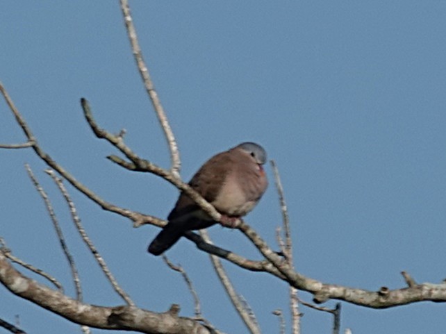 Blue-spotted Wood-Dove - ML641993270