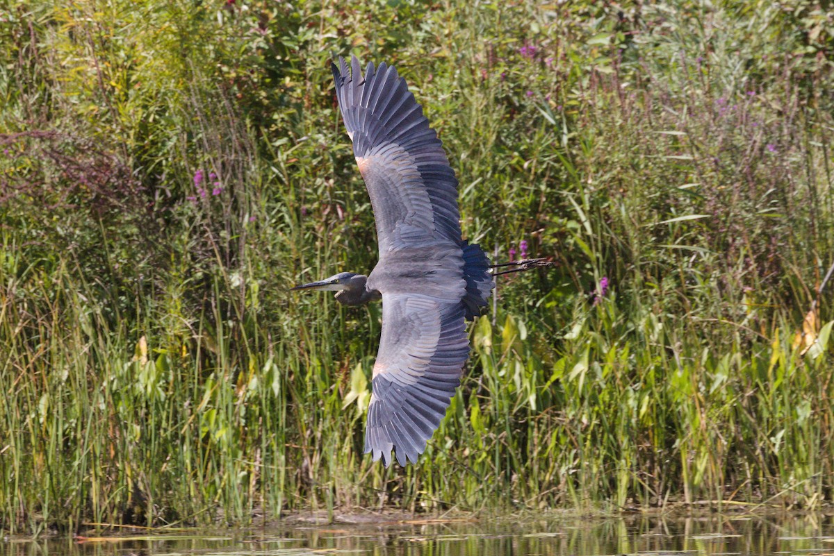 Great Blue Heron - ML641993272