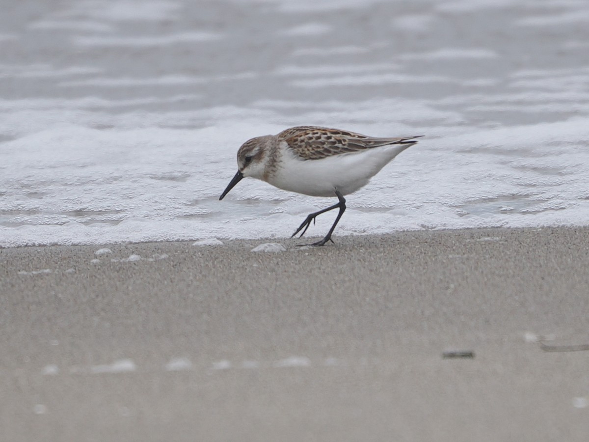 Western Sandpiper - ML641993273