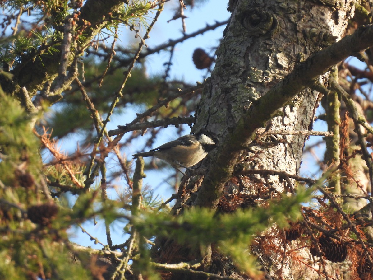 Coal Tit - ML641993274
