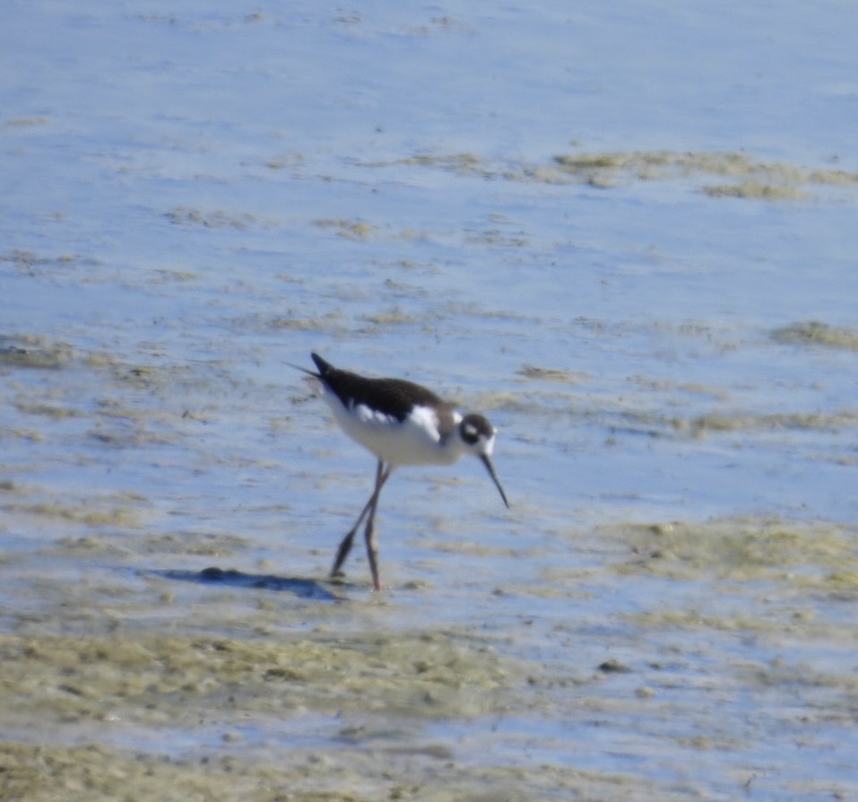 Black-necked Stilt - ML641993284