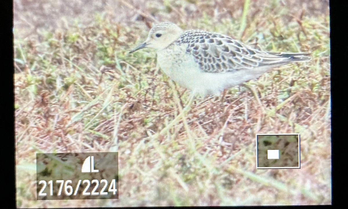 Piro piro fulvo - ML641993309