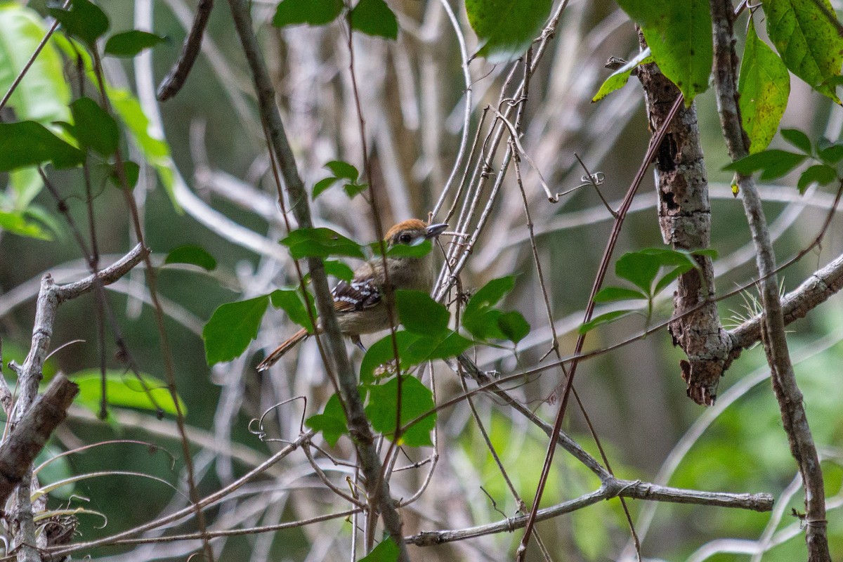 Sooretama Slaty-Antshrike - ML641993313