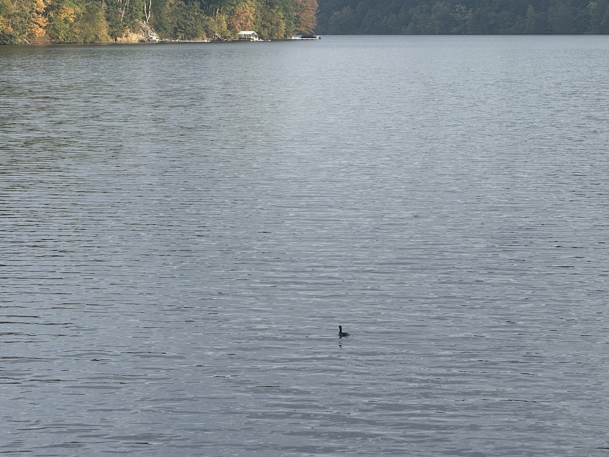 Grèbe à bec bigarré - ML641993316