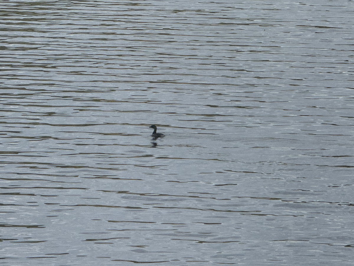 Grèbe à bec bigarré - ML641993317