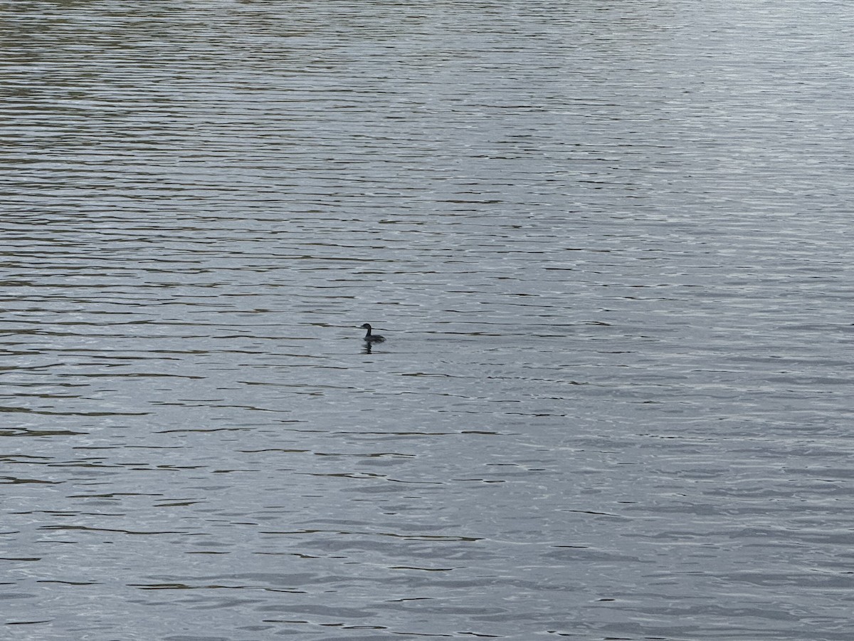 Grèbe à bec bigarré - ML641993318