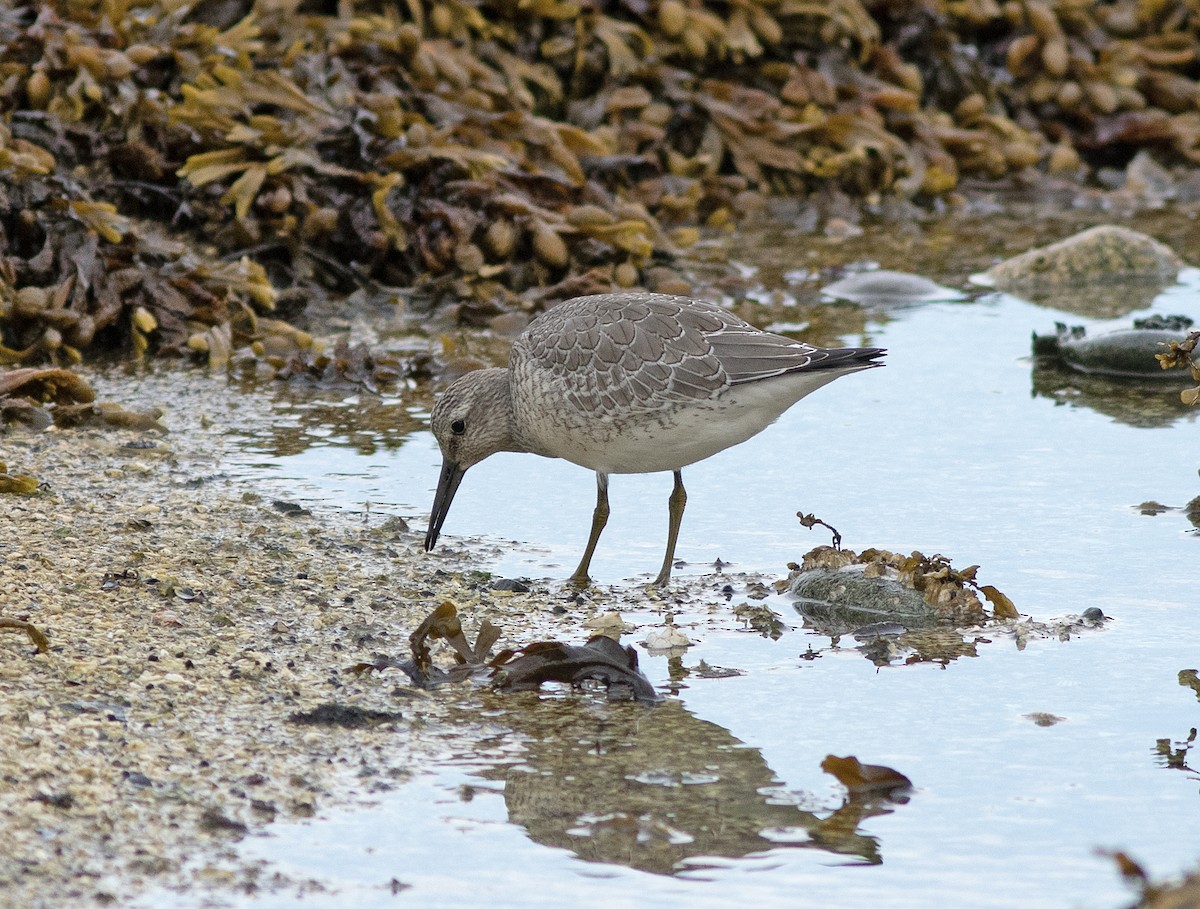 polarsnipe - ML641993322
