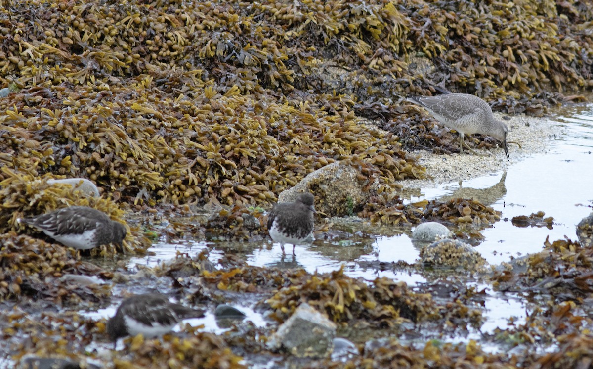 polarsnipe - ML641993323