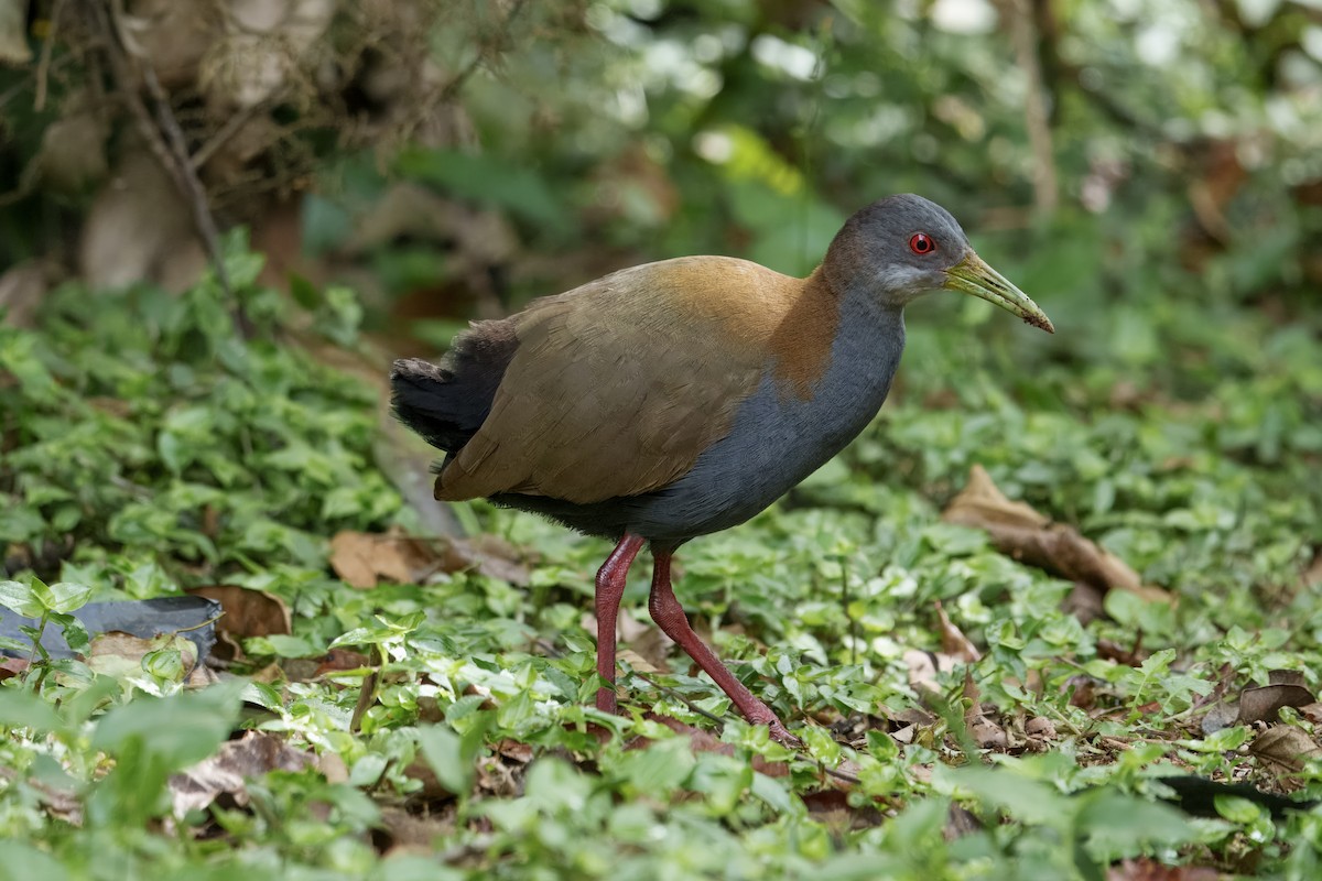 Slaty-breasted Wood-Rail - ML641993330