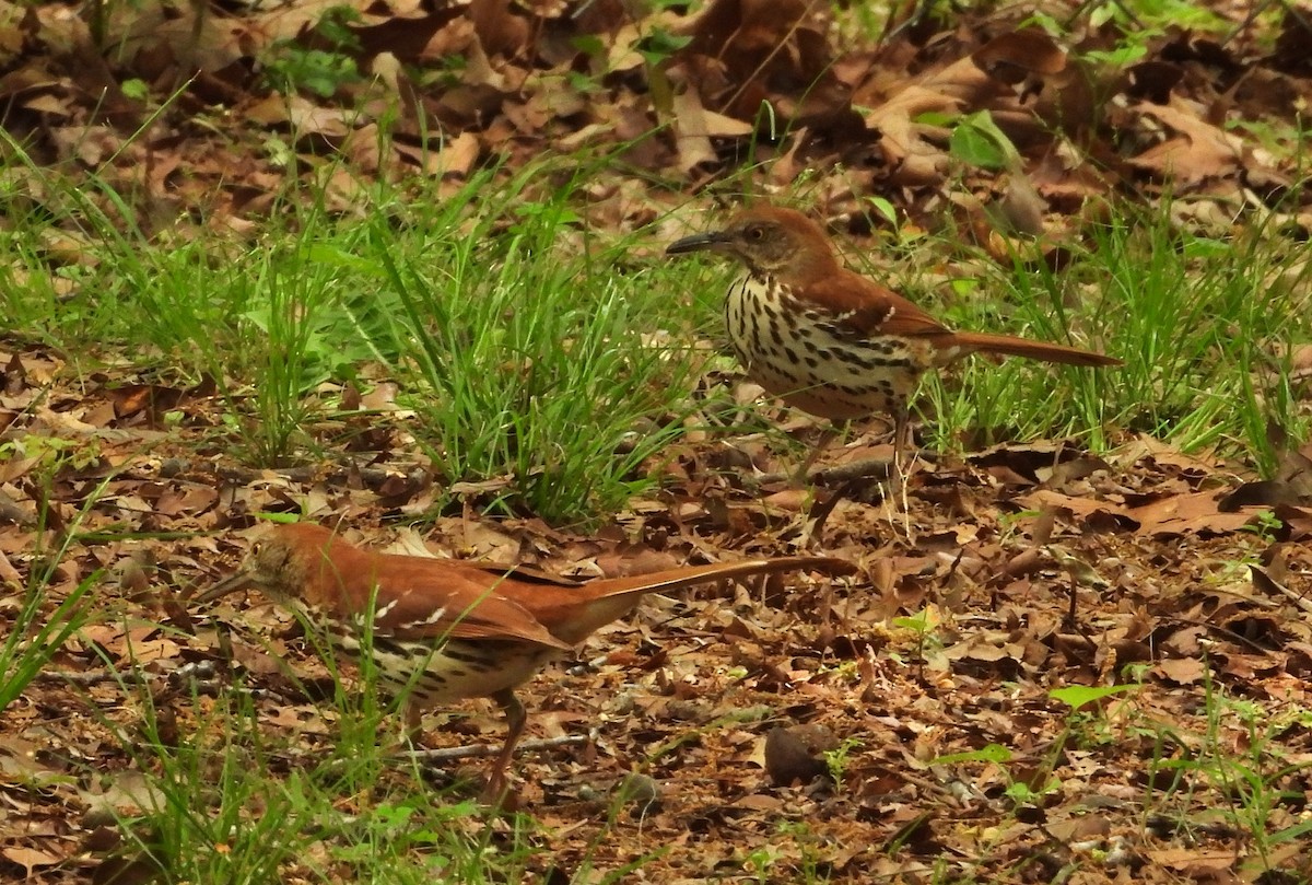 brunspottefugl - ML641993337