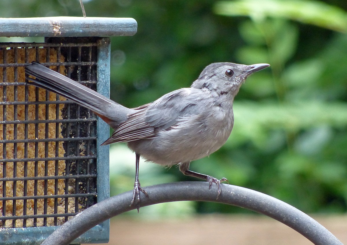 kattespottefugl - ML641993345