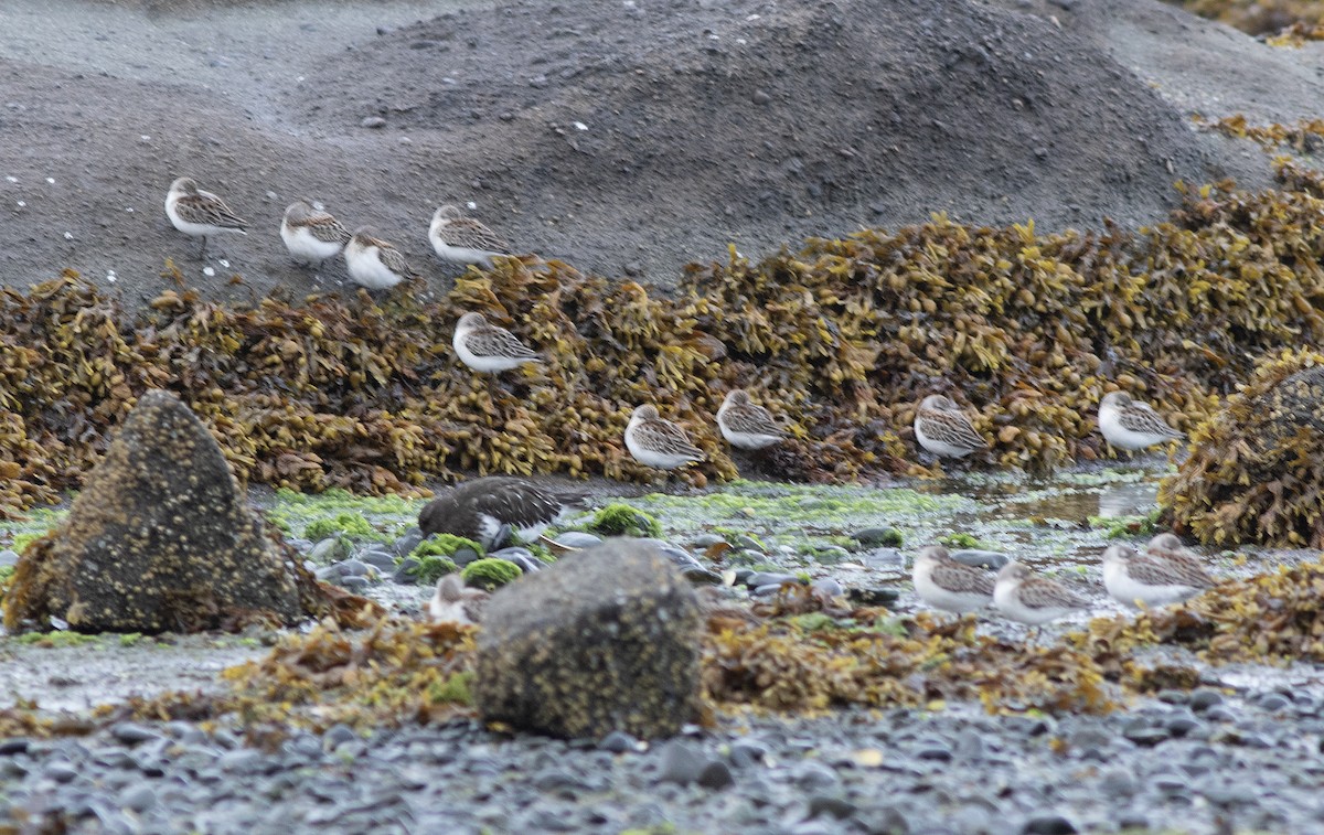 beringsnipe - ML641993349
