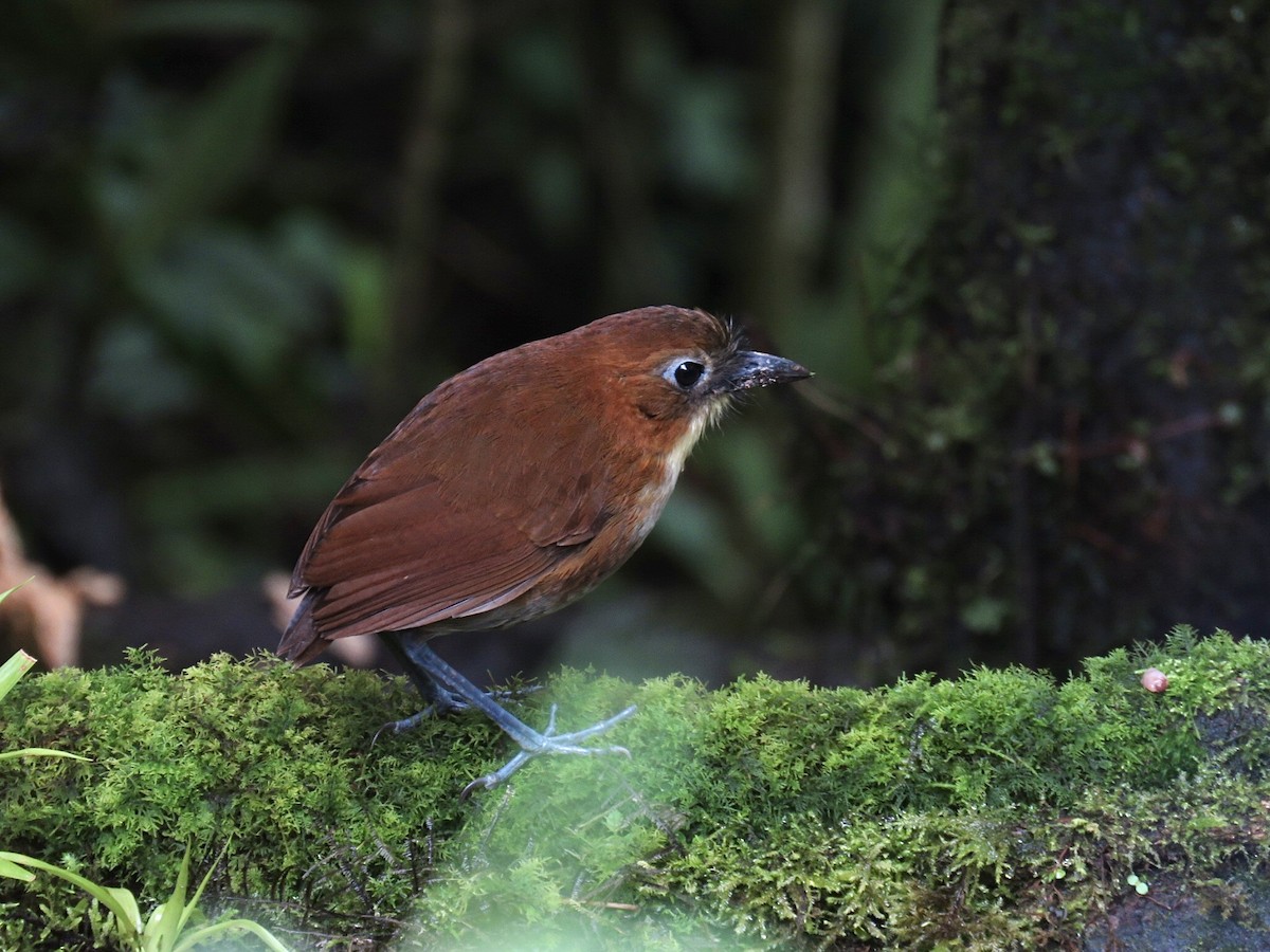 gulbrystmaurpitta - ML641993351