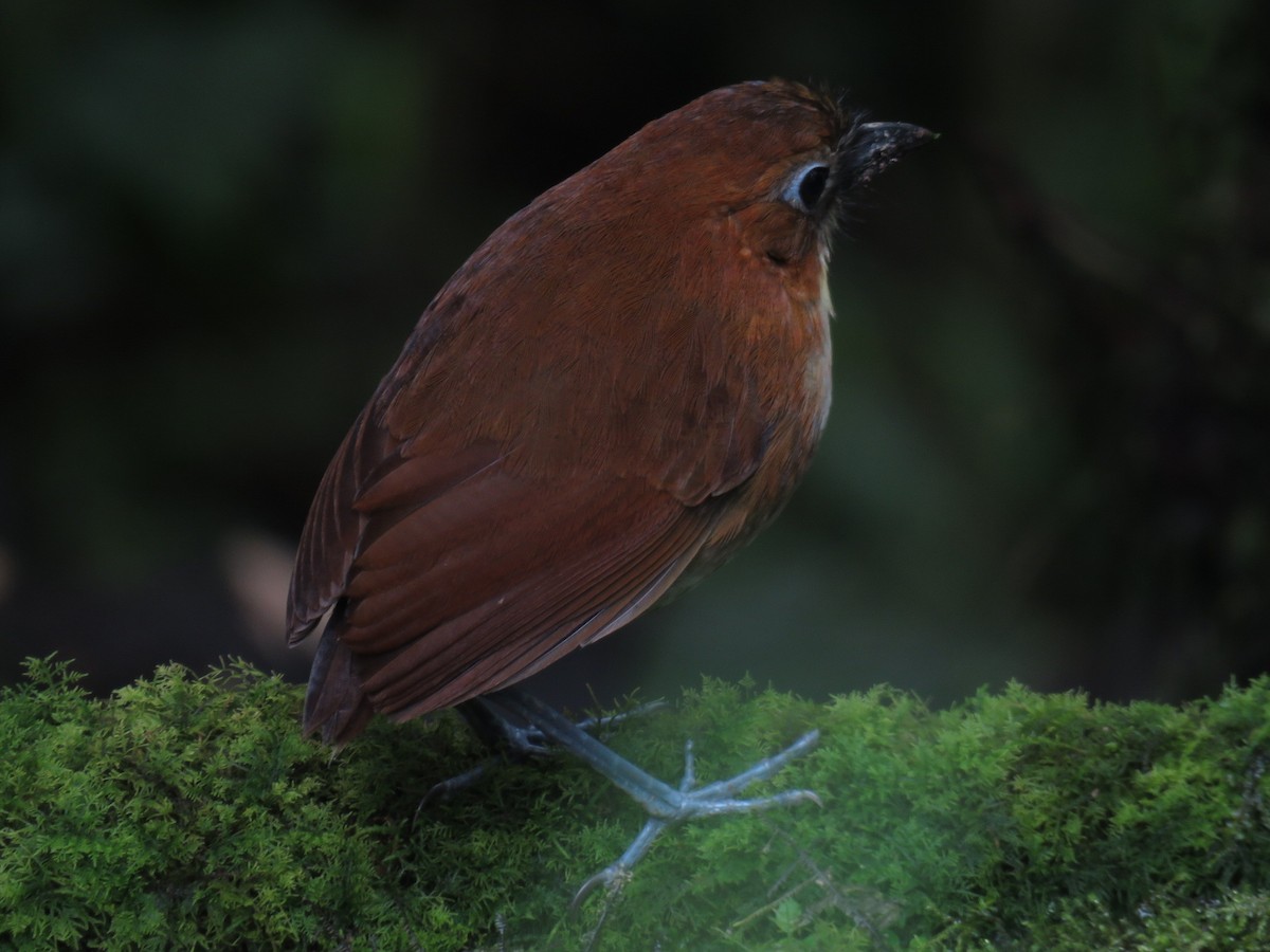 gulbrystmaurpitta - ML641993354