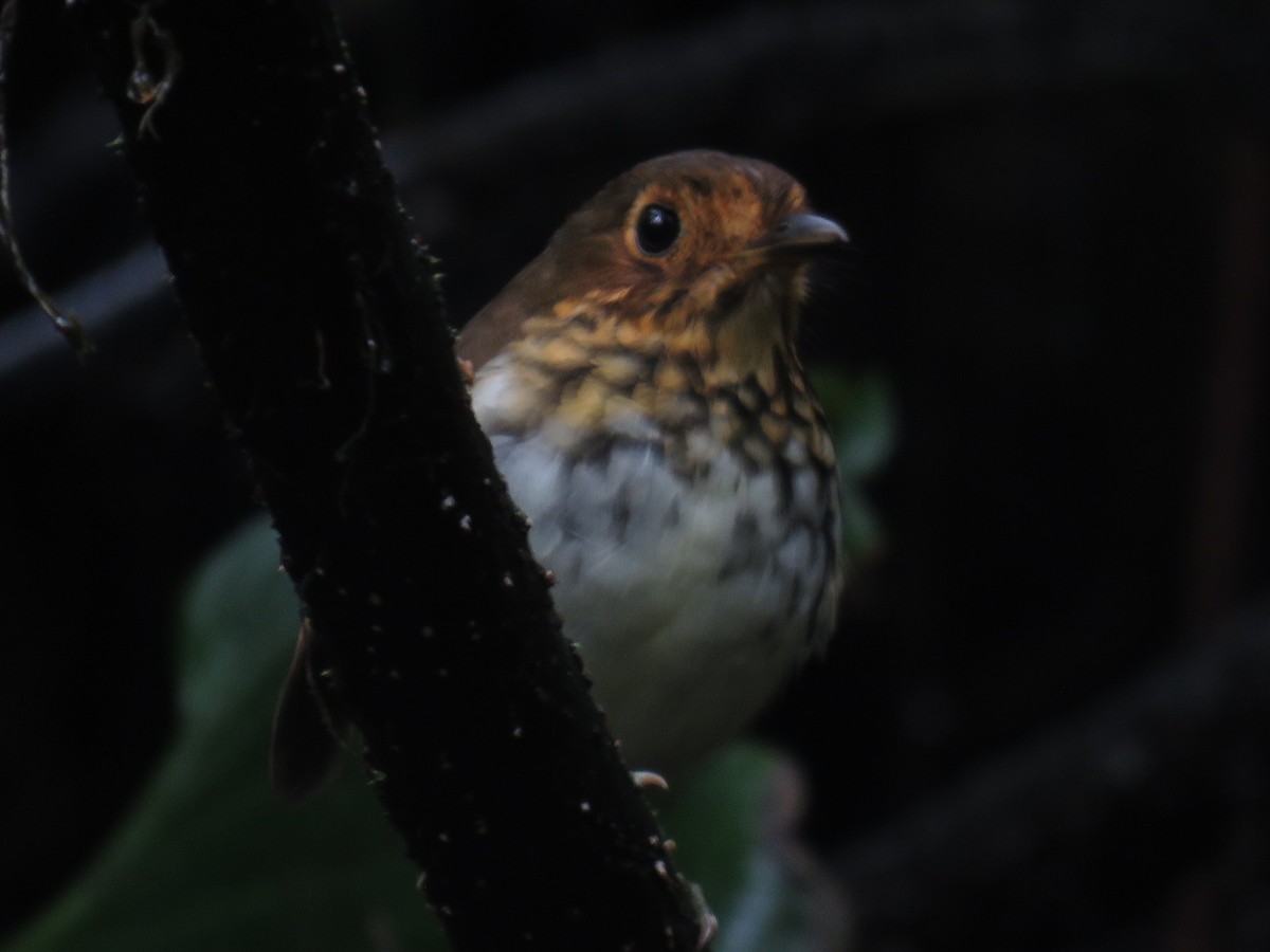 Ochre-breasted Antpitta - ML641993365