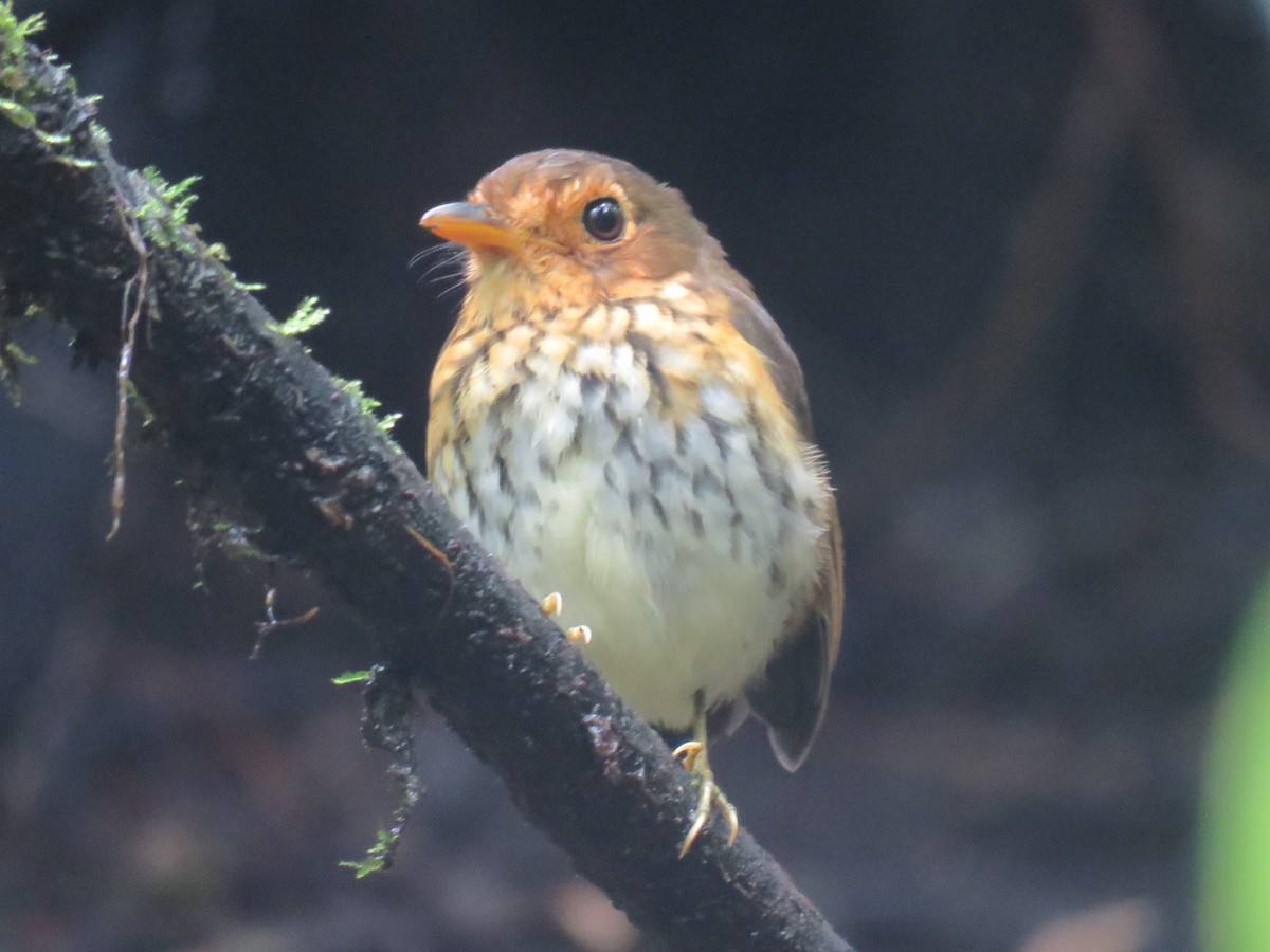 Ochre-breasted Antpitta - ML641993366