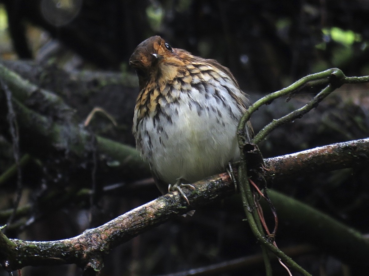 Ochre-breasted Antpitta - ML641993367