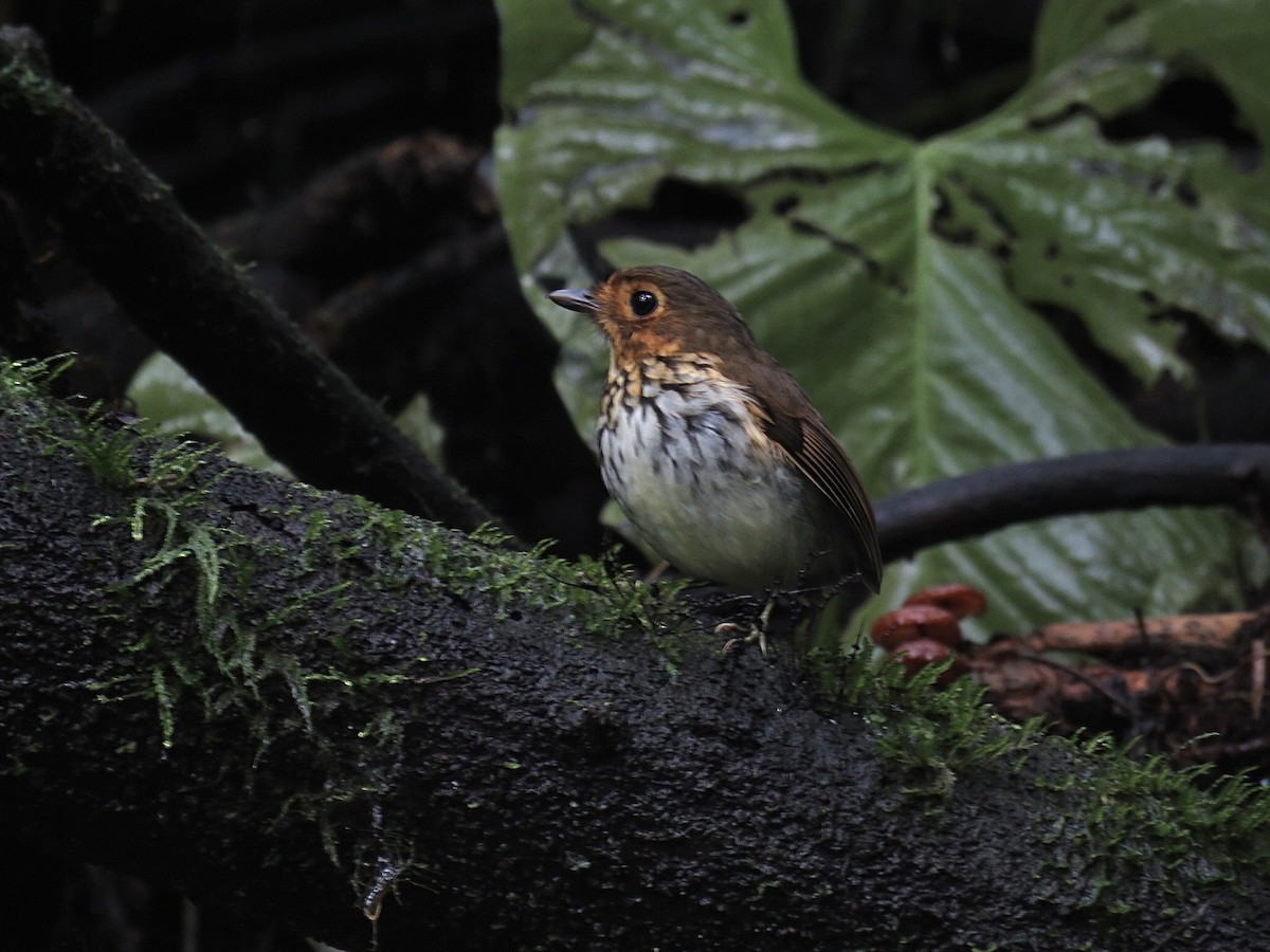 Ochre-breasted Antpitta - ML641993368