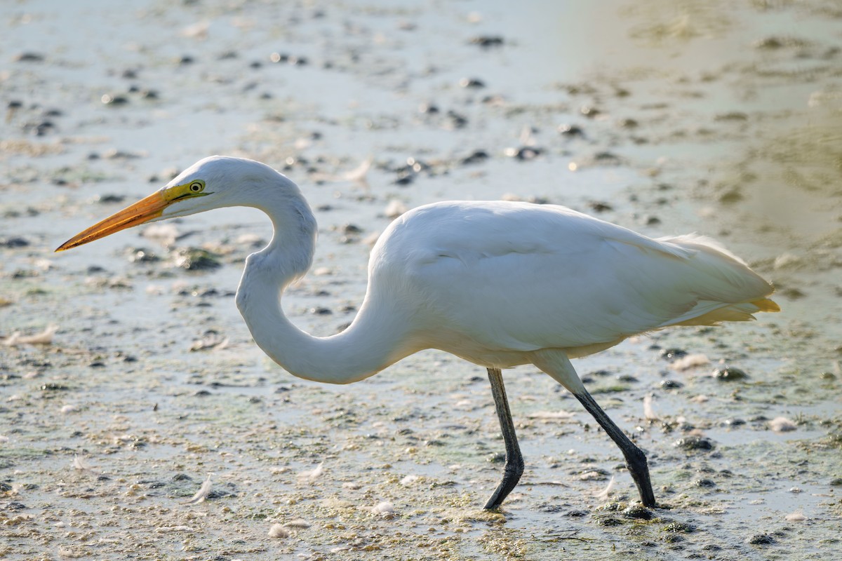 大白鷺 - ML641993381