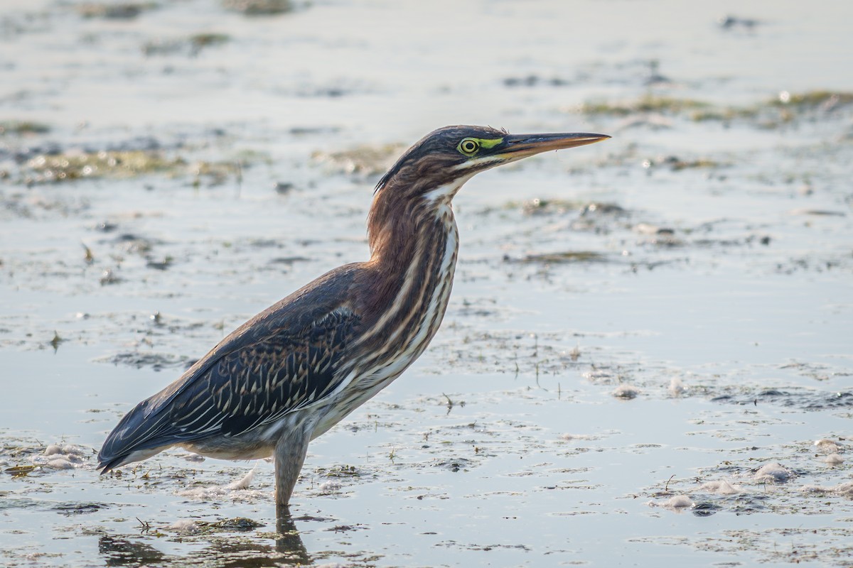 Green Heron - ML641993407
