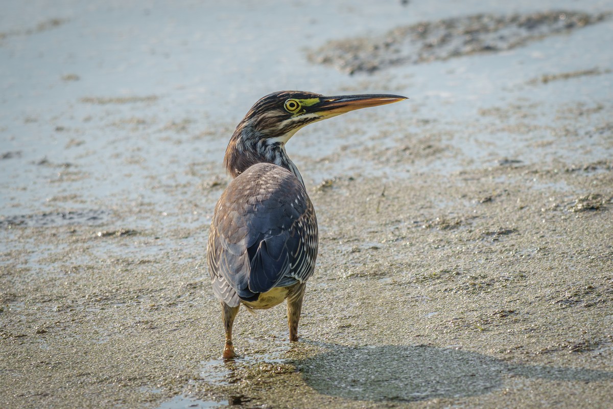 Green Heron - ML641993408