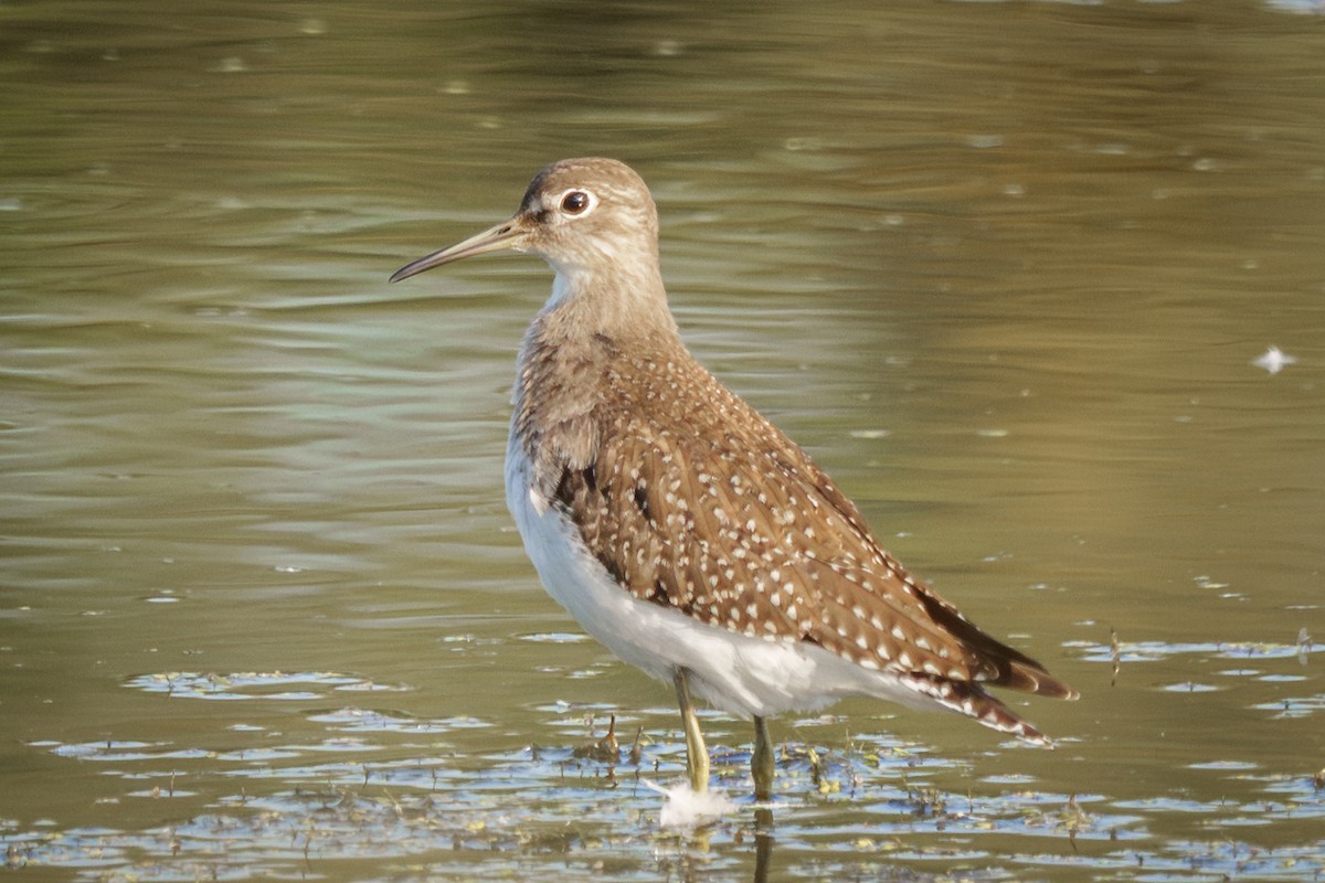 Solitary Sandpiper - ML641993418