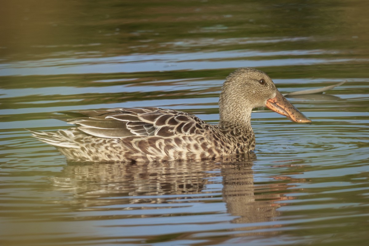 琵嘴鴨 - ML641993426
