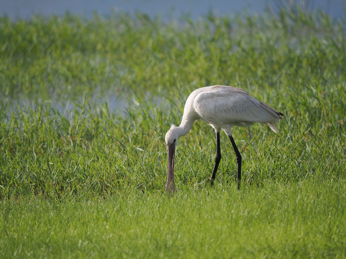 Eurasian Spoonbill - ML641993429