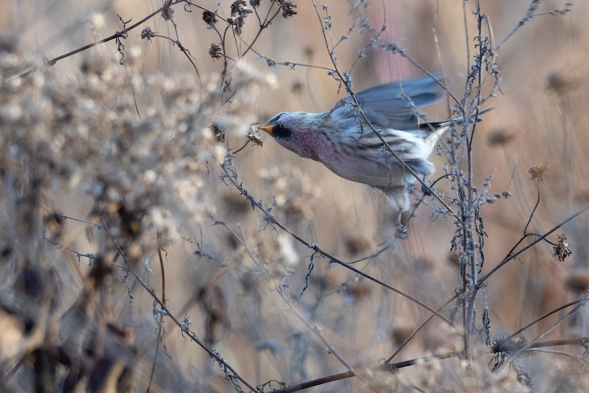 Redpoll (Common) - ML641993431
