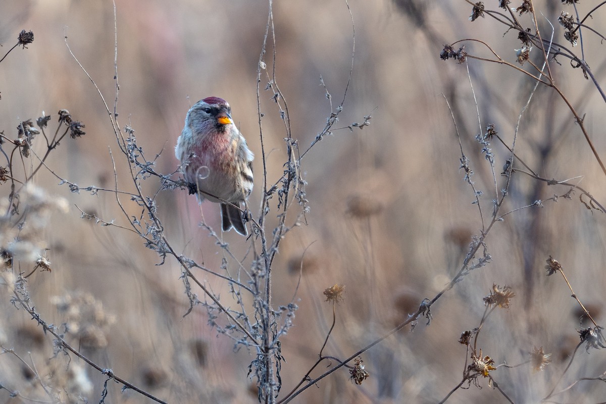 Redpoll (Common) - ML641993432