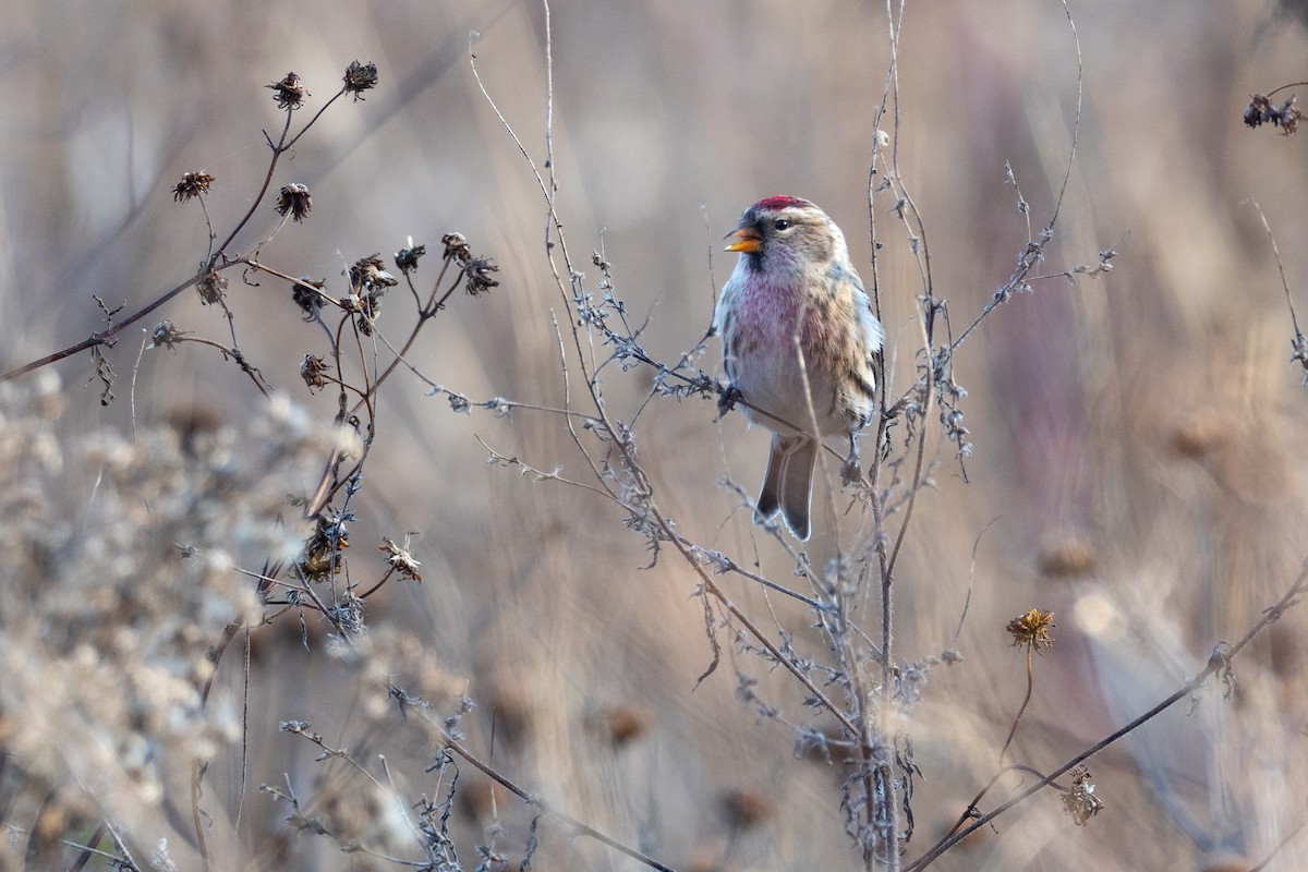 Redpoll (Common) - ML641993433