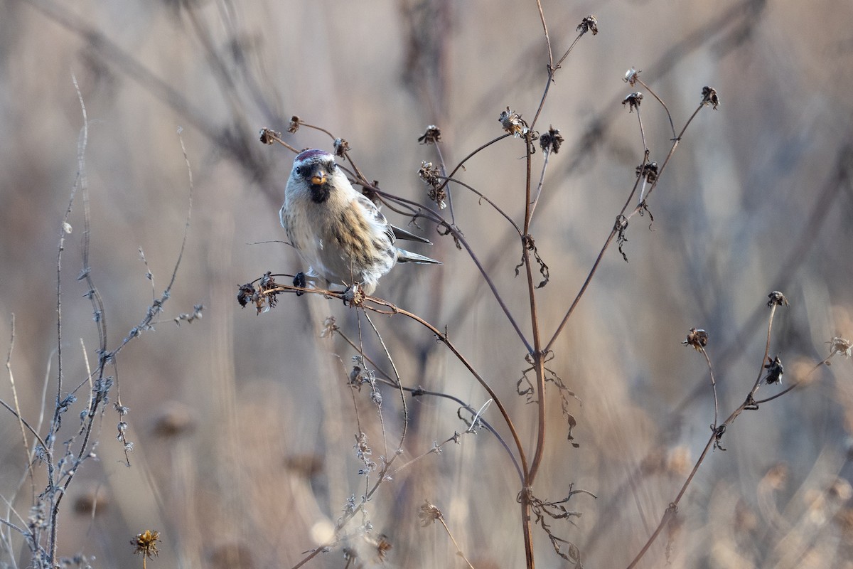 Redpoll (Common) - ML641993434