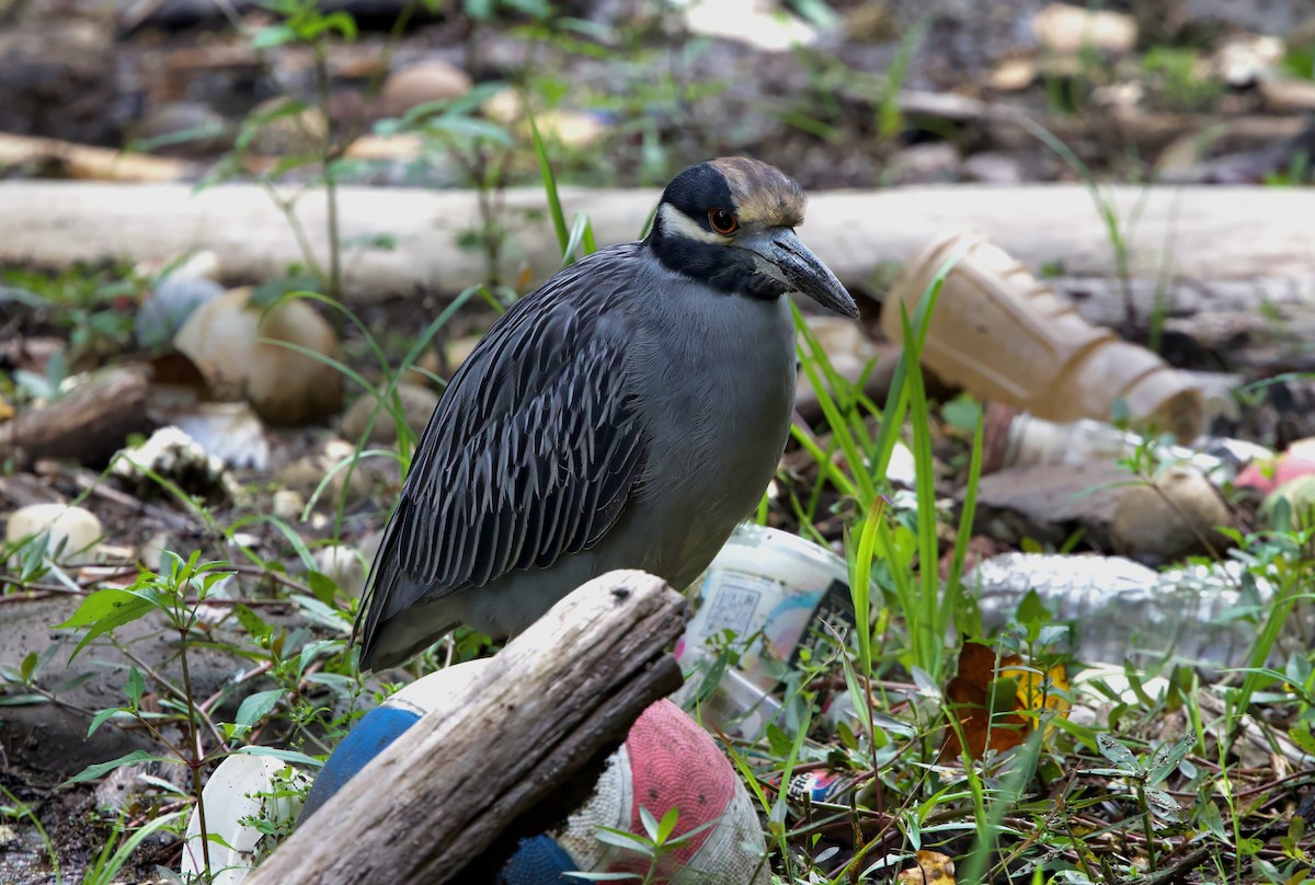 Yellow-crowned Night Heron - ML641993437