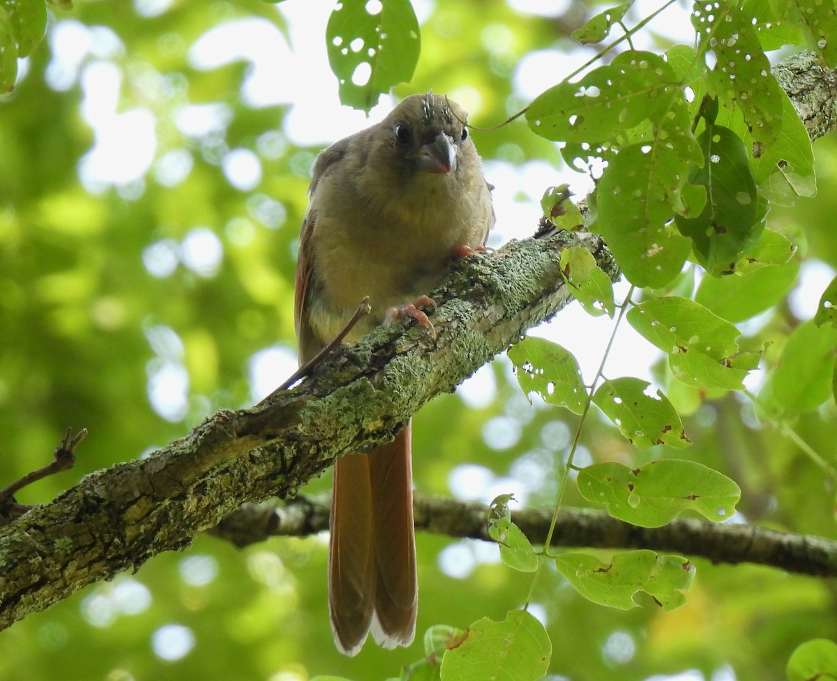 Northern Cardinal - ML641993455
