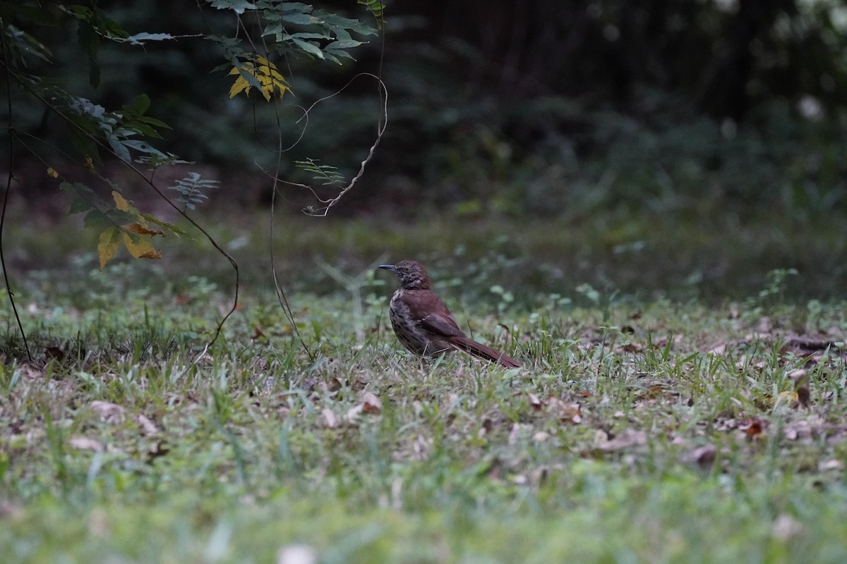 brunspottefugl - ML641993465