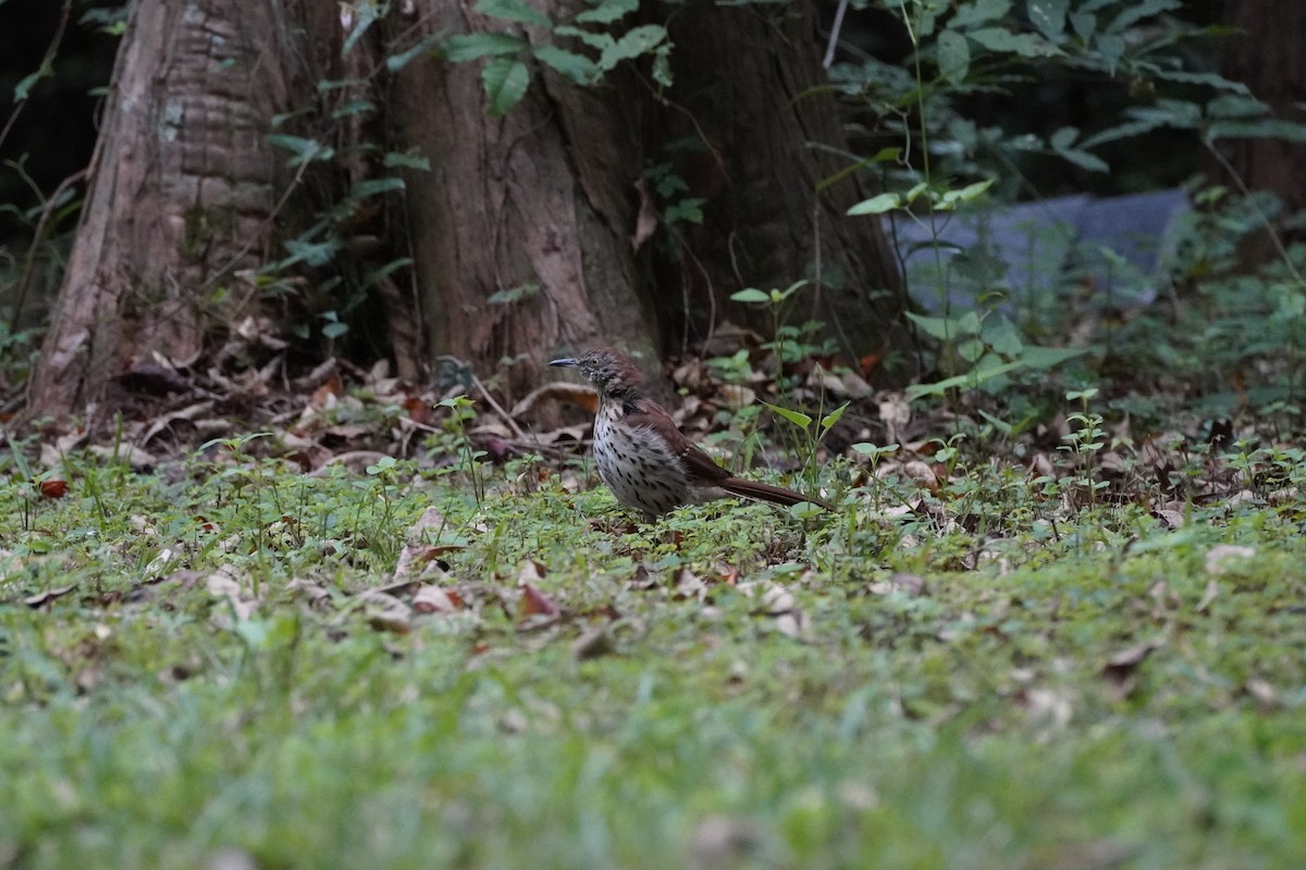 brunspottefugl - ML641993466