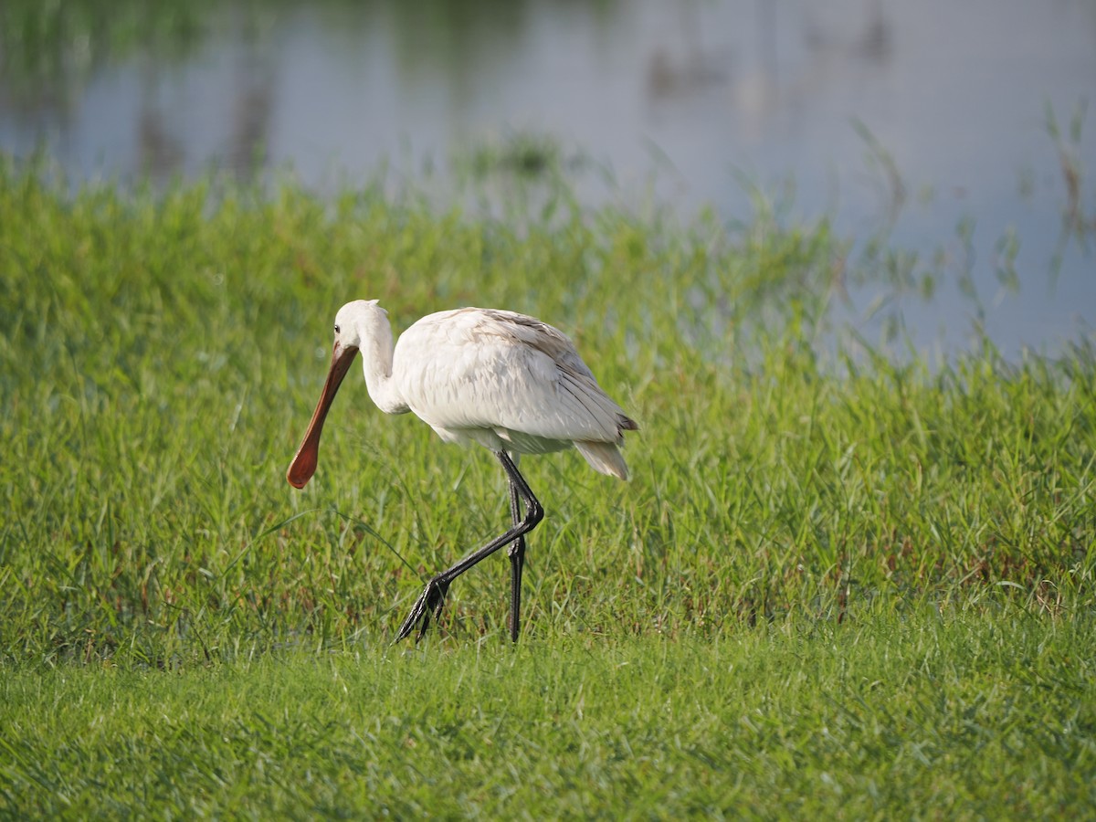 Eurasian Spoonbill - ML641993473