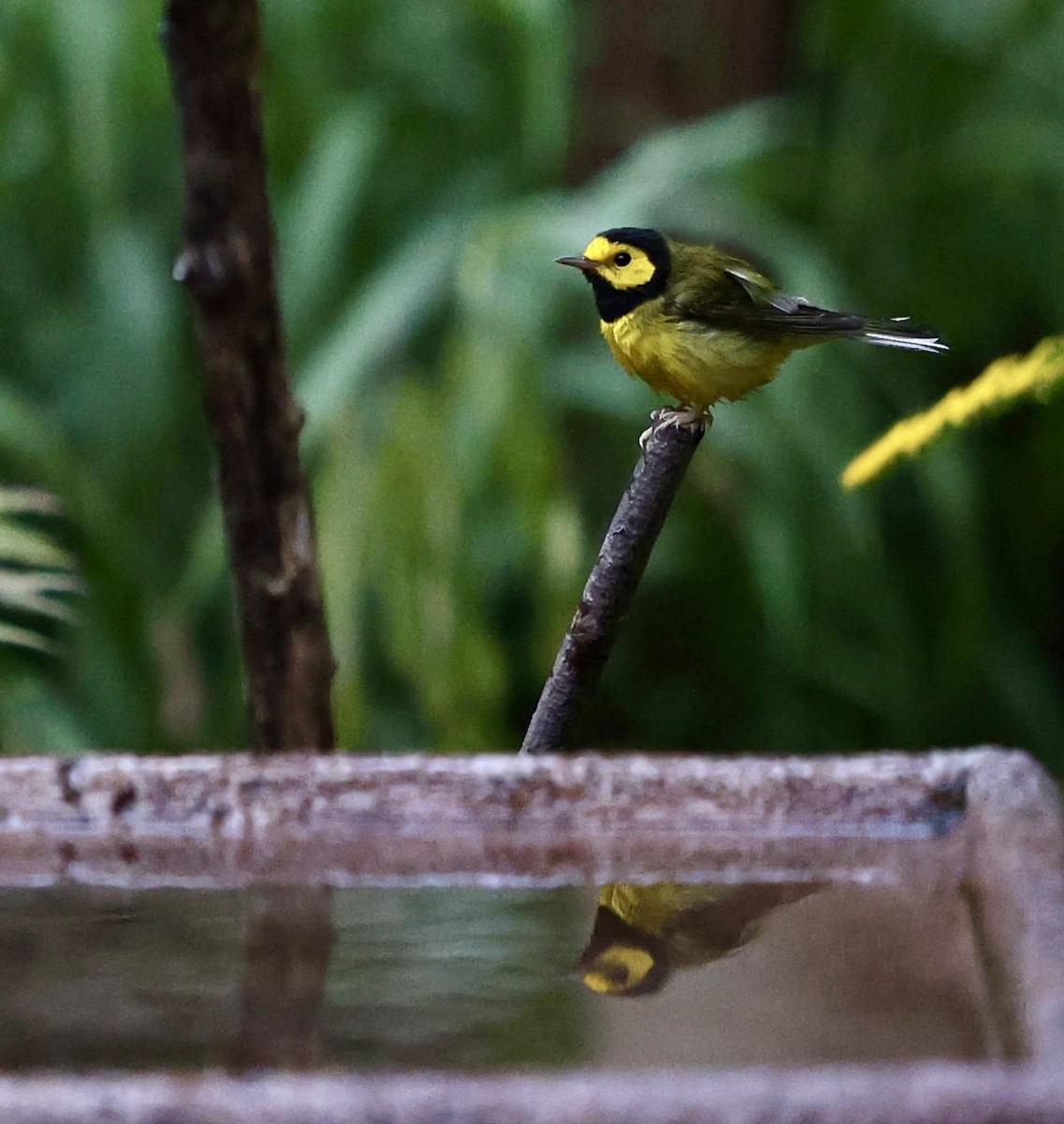 Hooded Warbler - ML641993476