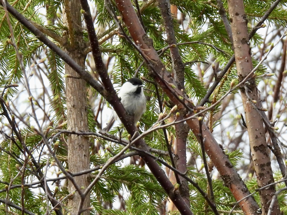 Mésange boréale - ML641993501