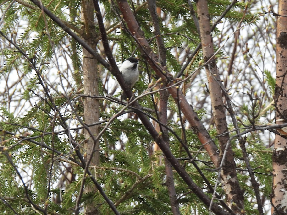 Mésange boréale - ML641993502