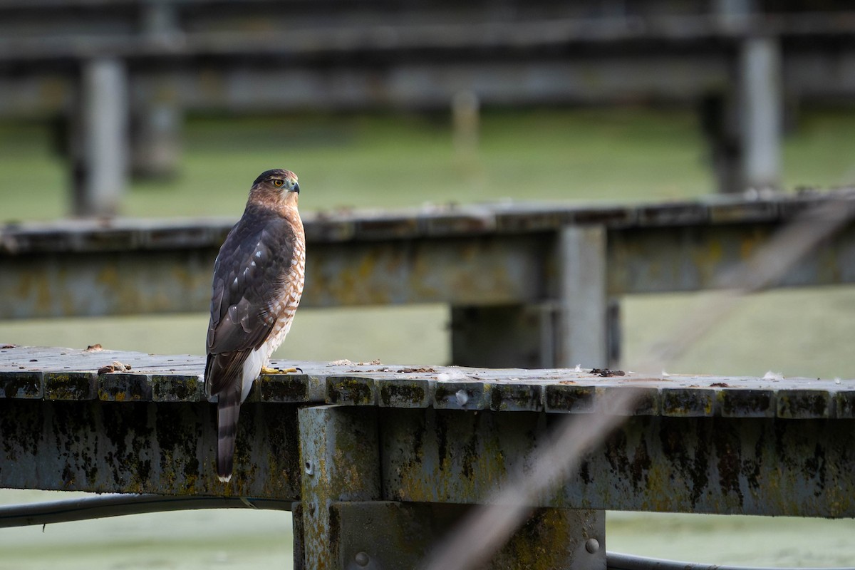 Cooper's Hawk - ML641993540