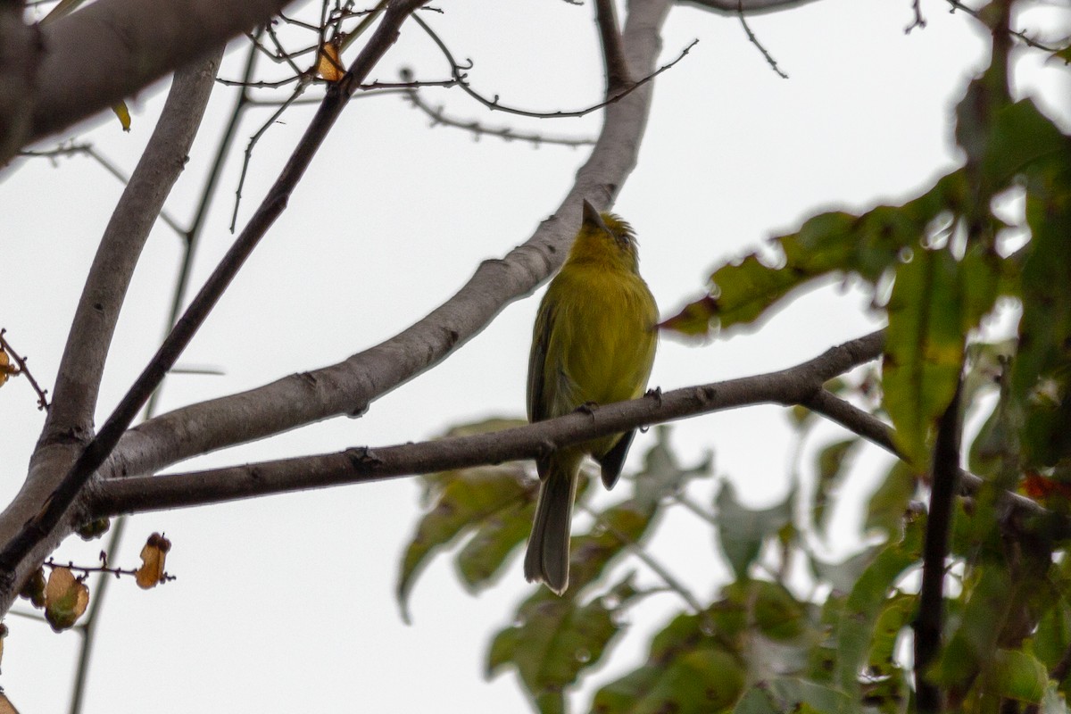 Ochre-lored Flatbill - ML641993548