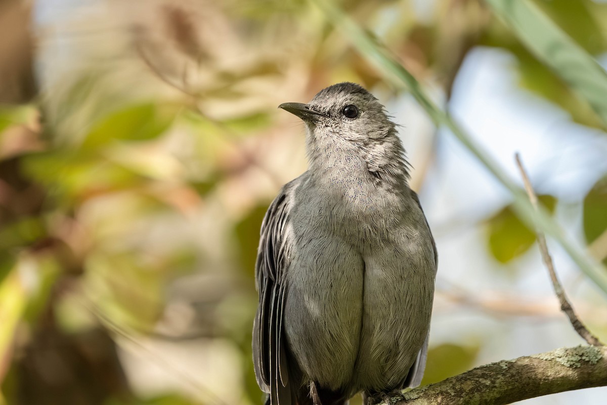 kattespottefugl - ML641993551
