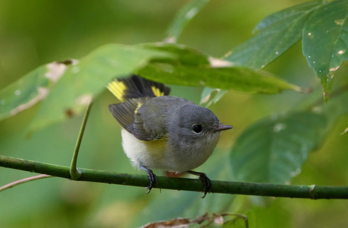 rødstjertparula - ML641993556