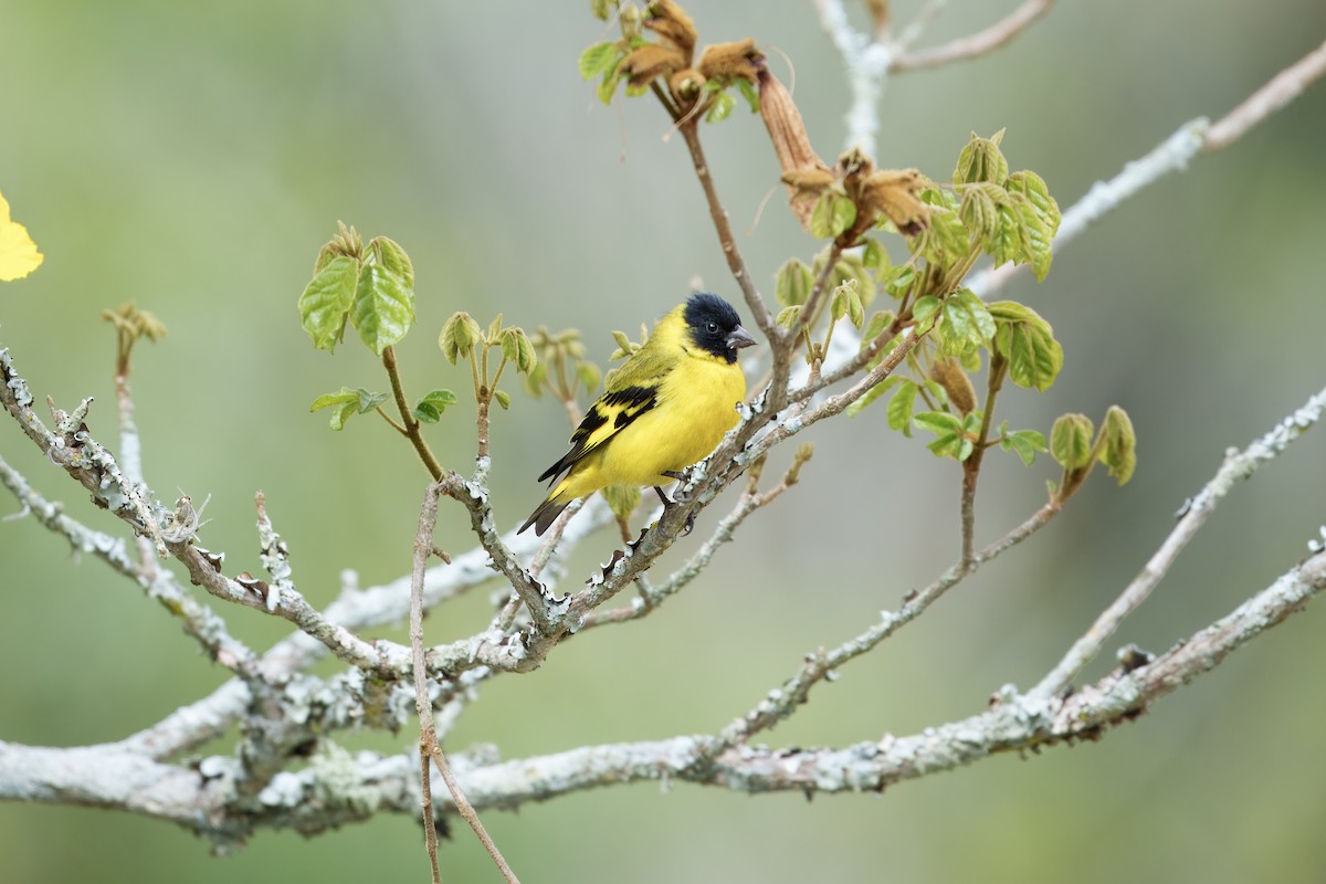 Hooded Siskin - ML641993575