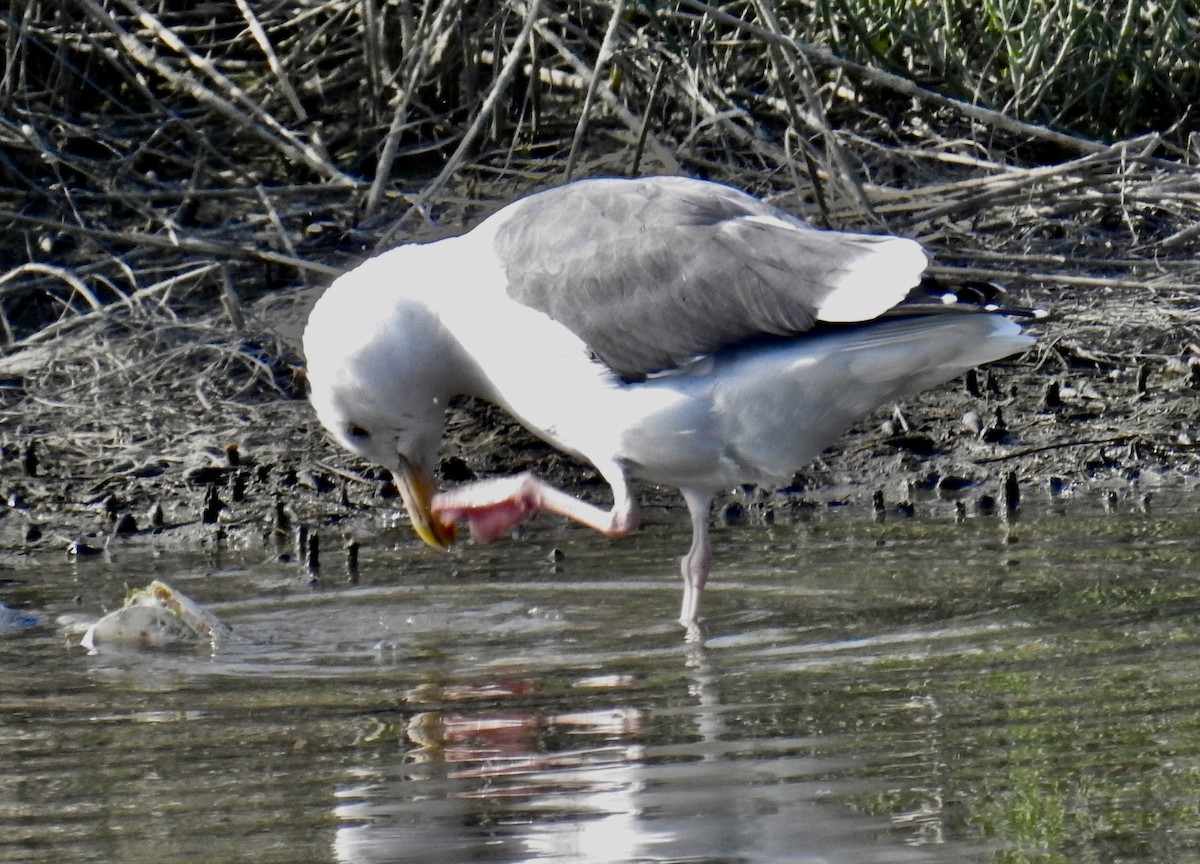 Western Gull - ML641993584